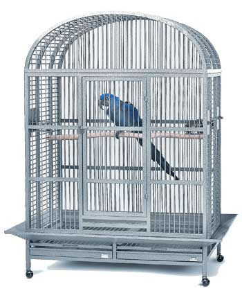 Avian Adventures Hacienda Dometop